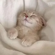 なちゃむ。の画像