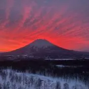 林檎の画像