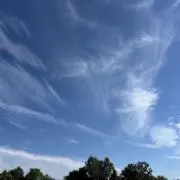 Ohiaの画像