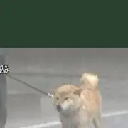 柴犬の画像