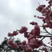 ろん 値引不可の画像