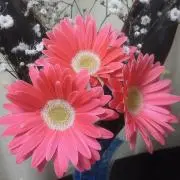 ReRe