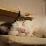 メリー