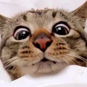 しおの画像