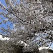 Image of 紗菜