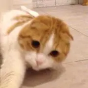 コロンの画像