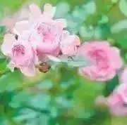 あみの画像