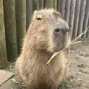 カピバラの庭の画像