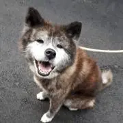 Akita:ken