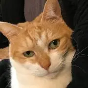 ちゃびこの画像