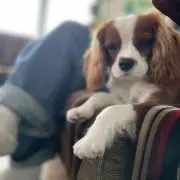 たこやきの画像