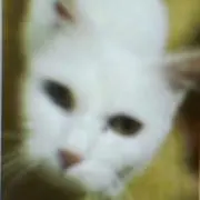 abbeyの画像