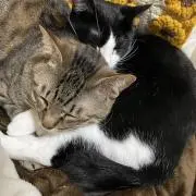 うどんげの画像