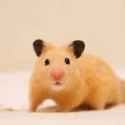 ち ❁