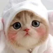 ぶちこの画像
