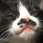 maxCatonlyの画像