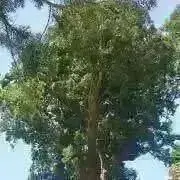 るるぷーの画像