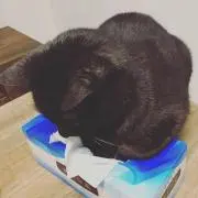 ぶんたの画像