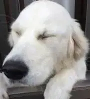 しんちゃんの画像
