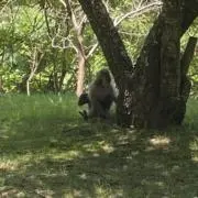 ポケット怪獣
