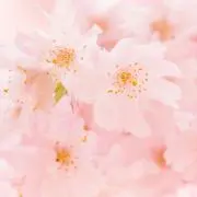 MSK☆の画像
