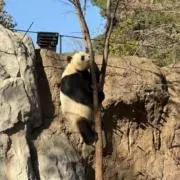 パンダ