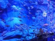マミコ