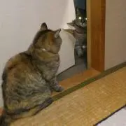 はなみちの画像