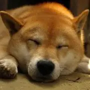 てくにゃの画像
