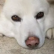 犬だいすきですの画像