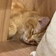 kebabu_yummyの画像