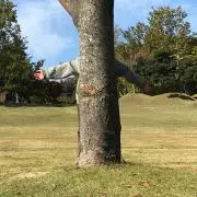 きゃみょめの画像