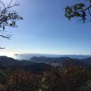 雪待ち草
