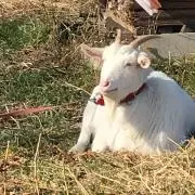 ゆず