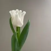 toscaの画像