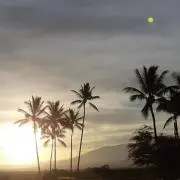 ねねの画像
