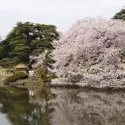 ぽむぽむの画像