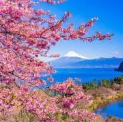 桜の画像