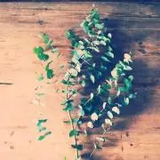 Yuuu.の画像