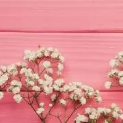 sumireiroの画像