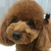 ももちゃん