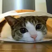 KAO-CHAN