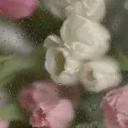 しらたま