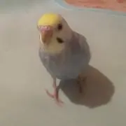 CHANIOの画像