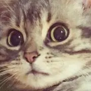 フラミンゴの画像