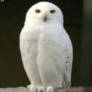 とももんがの画像