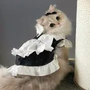 しゃとの画像