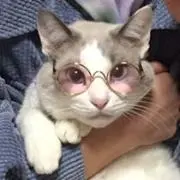 chiffon