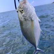 デカトカジャーの画像