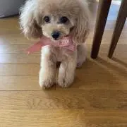 アチャ